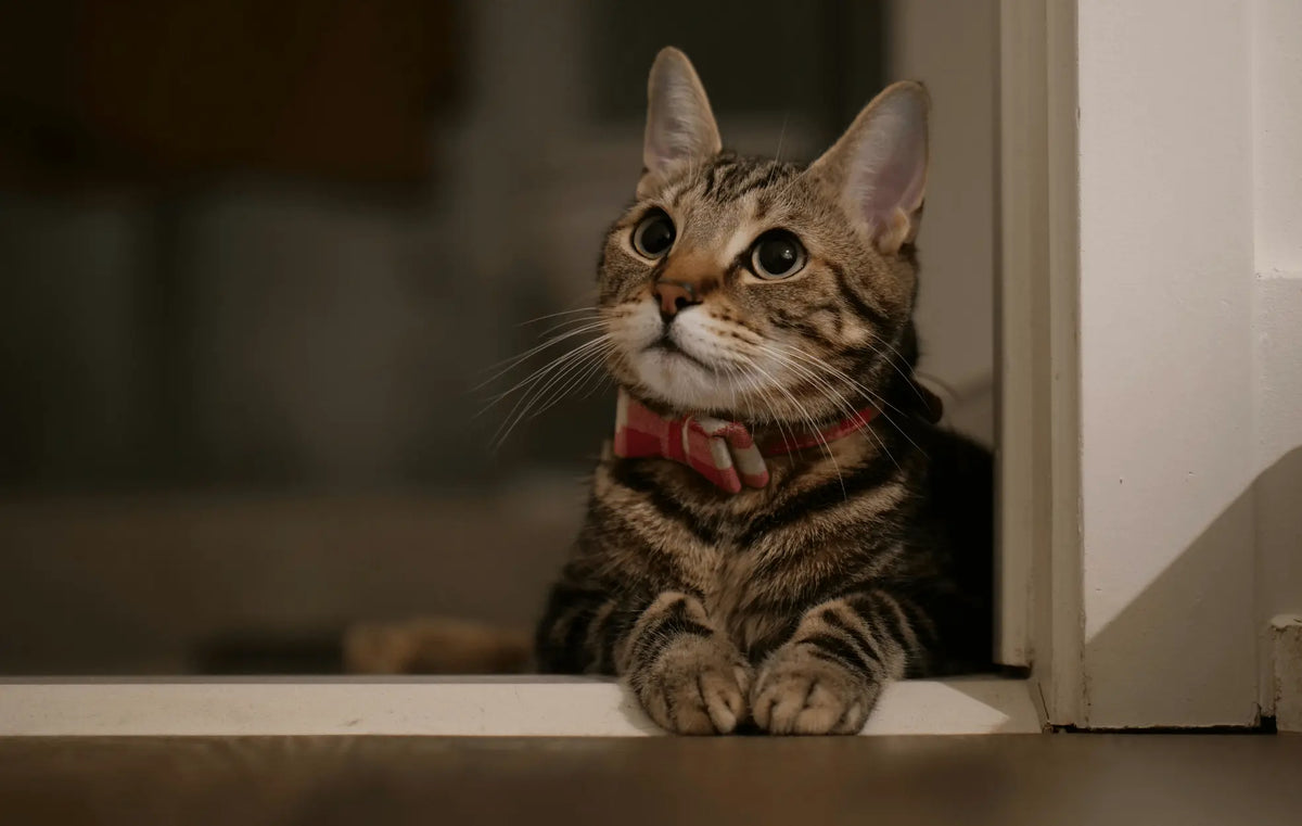 Katze sitzt im Türrahmen