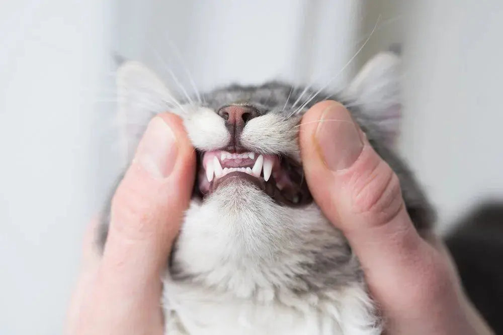 Zahngesundheit Majescats