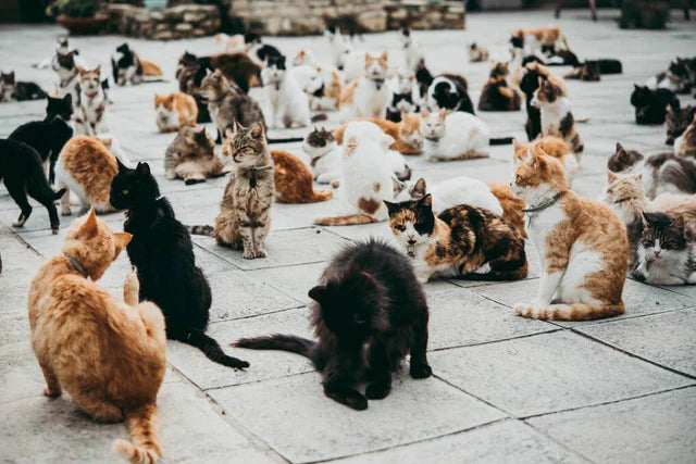 cyprus_cats.webp__PID:9e145e2e-a378-45b2-8003-a57253791c47